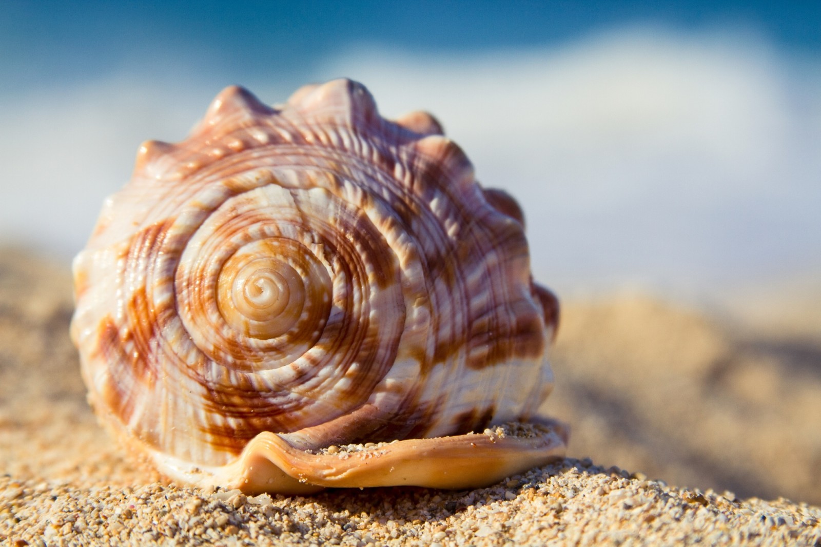 sommer, strand, sand, skal