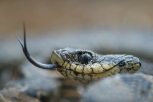 macro, natureza, serpente