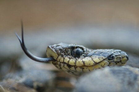 macro, natura, serpente