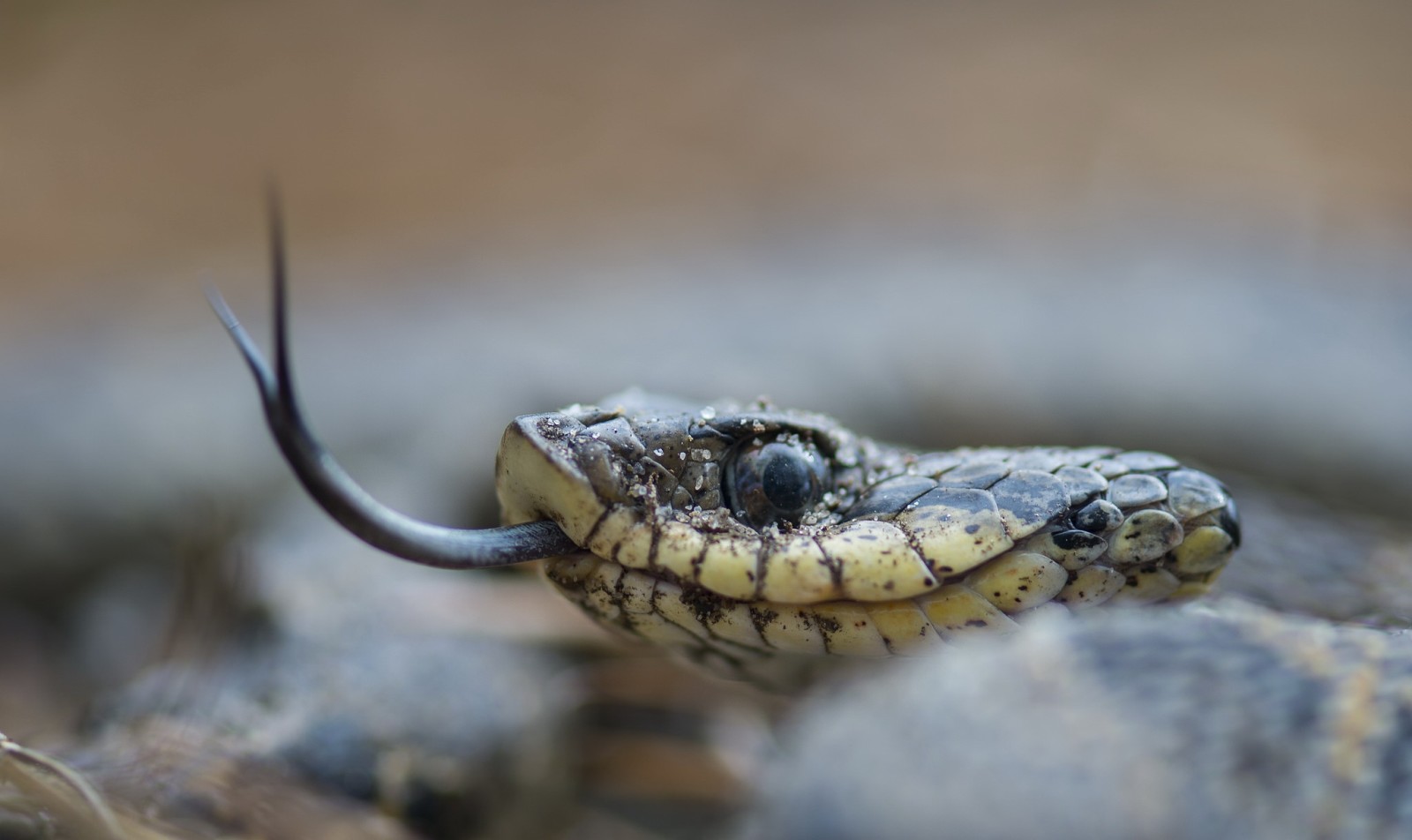 natur, makro, slange