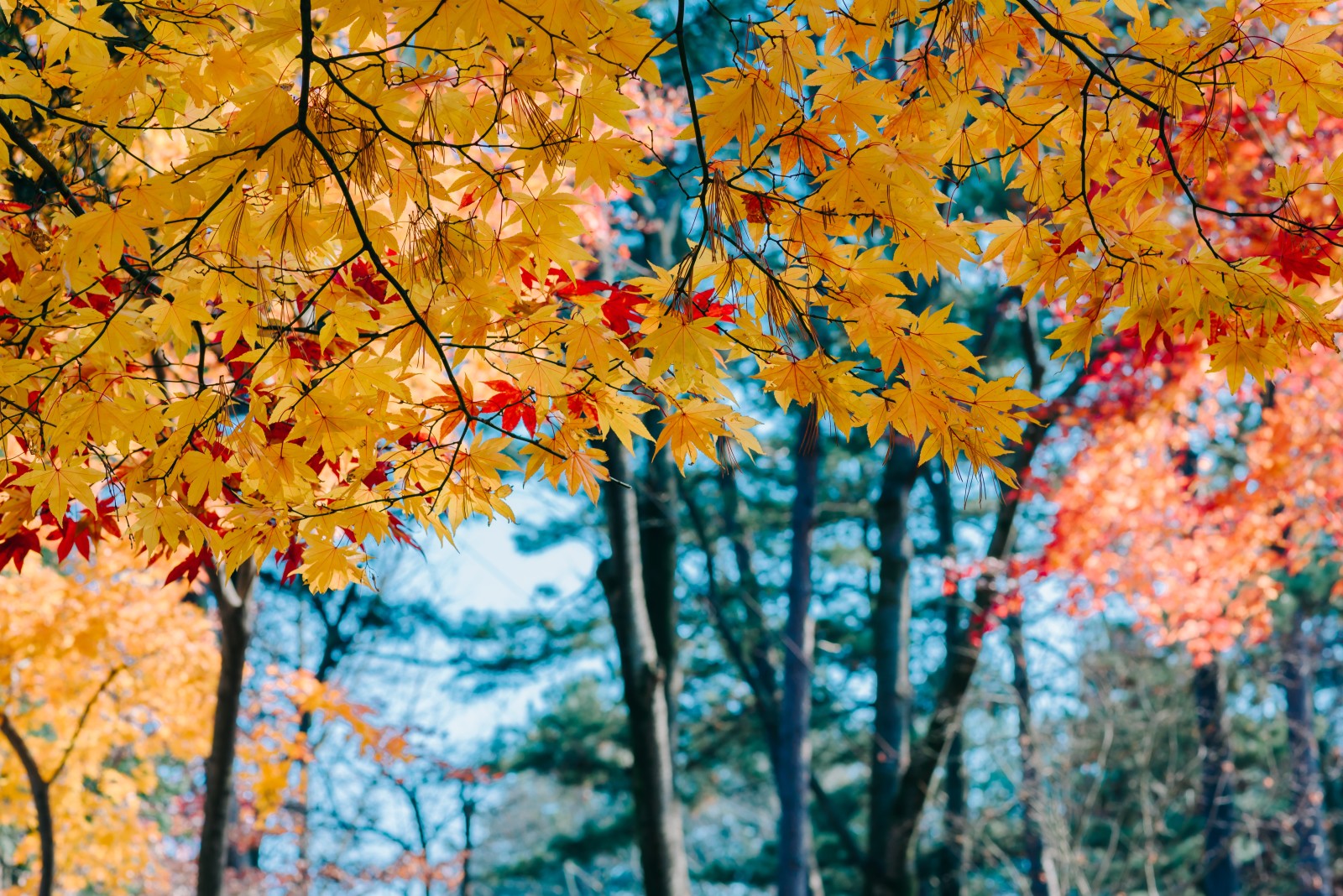 tree, autumn, leaves, colorful, maple