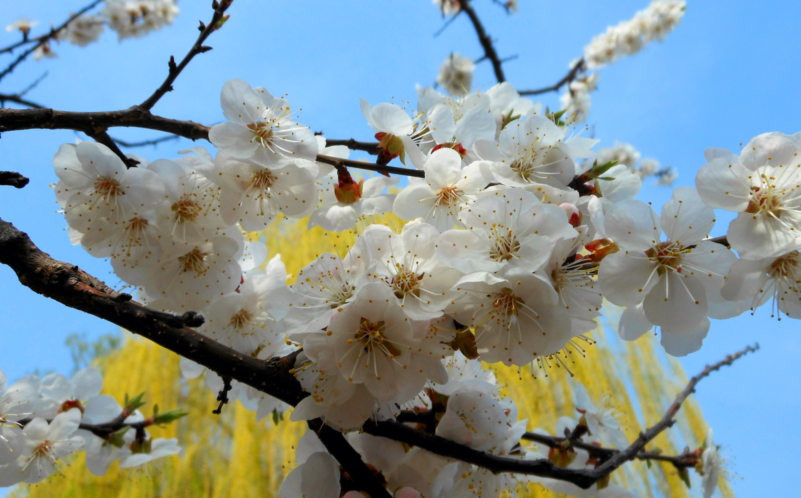 árvore, natureza, flores, Primavera, ramo, Damasco