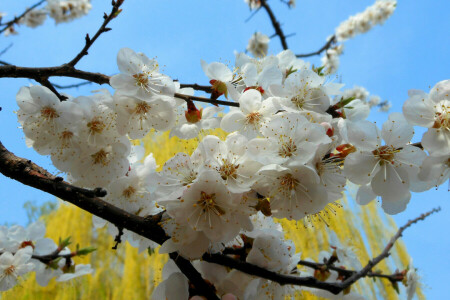 Damasco, ramo, flores, natureza, Primavera, árvore