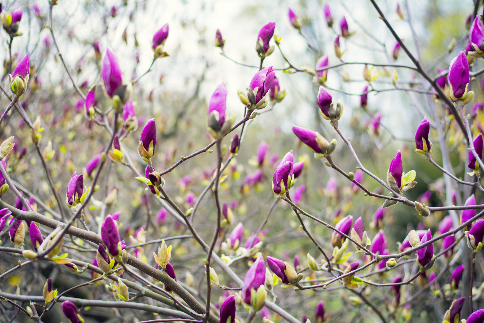 vår, Ukraina, Maj, Magnolia, Solig, den botaniska trädgården