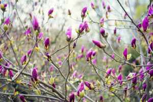 Magnolia, może, wiosna, Słoneczny, ogród botaniczny, Ukraina