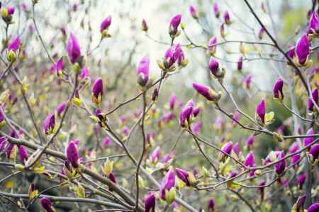 Magnolia, Maj, vår, Solig, den botaniska trädgården, Ukraina