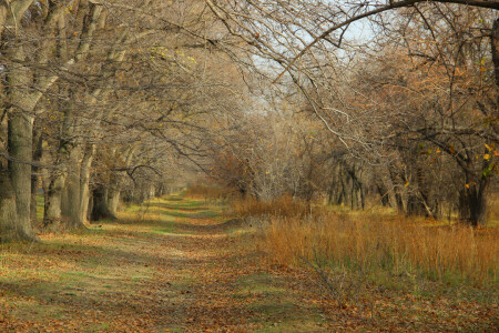 autumn, branches, leaves, naked autumn, path, trees