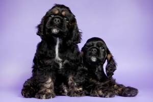 Duo, cuccioli