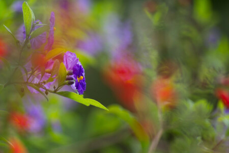 blue, bokeh, branch, flowers, leaves