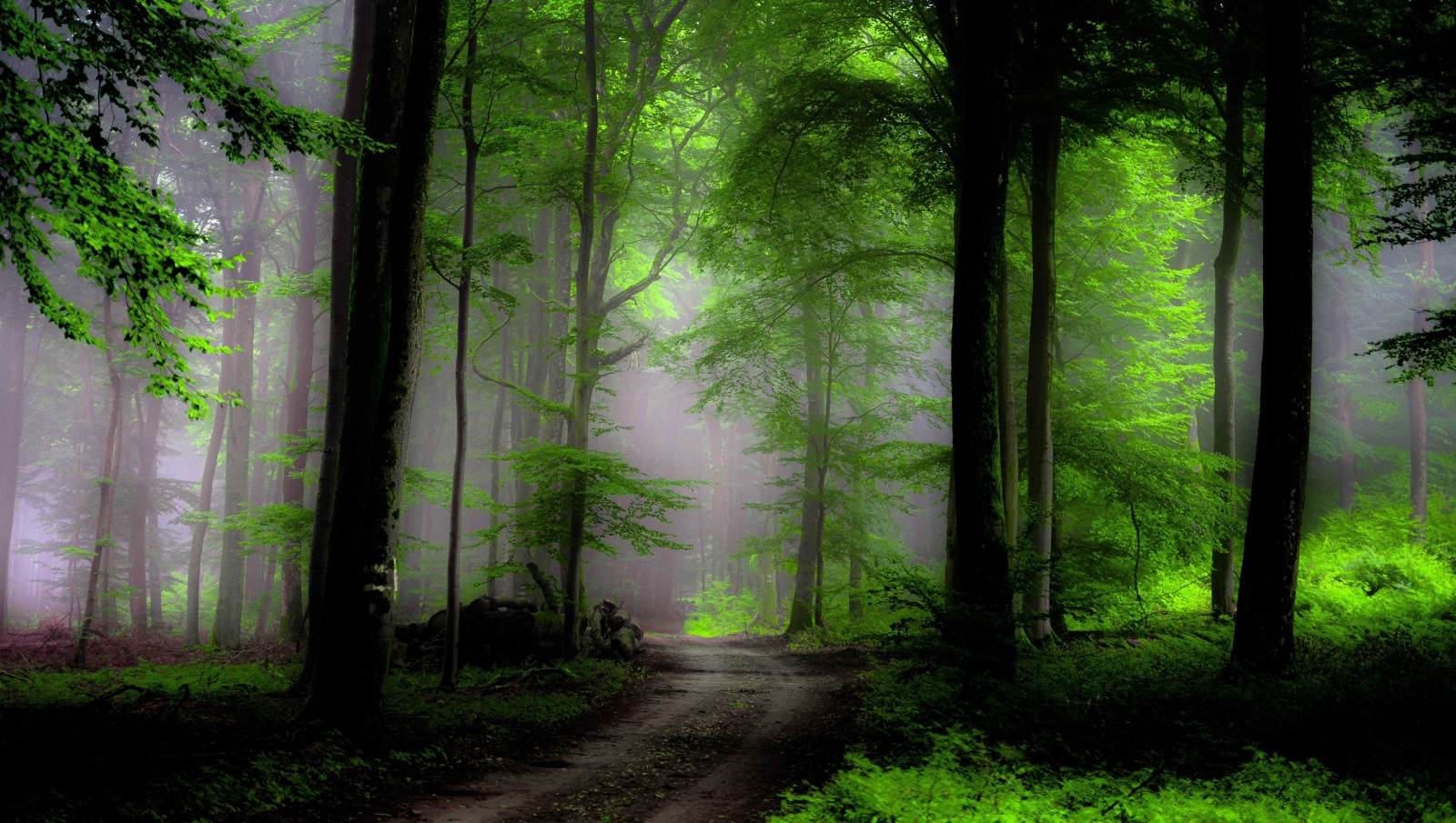 forêt, des arbres, brouillard, le chemin