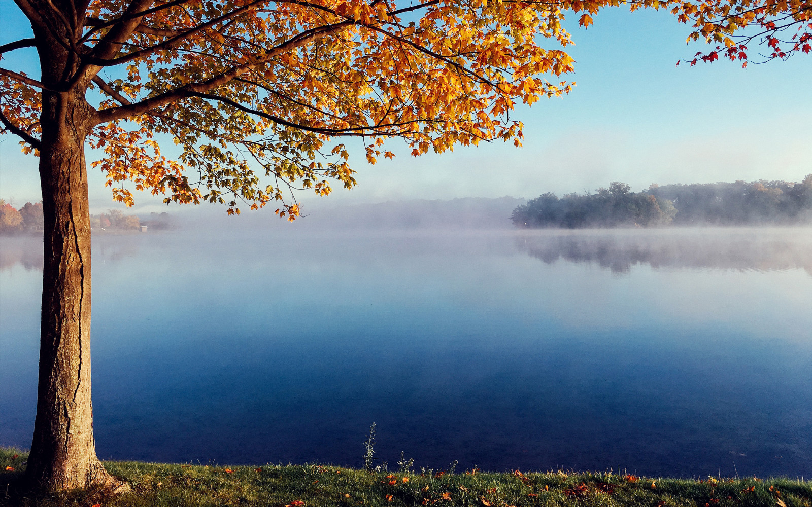 albero, autunno, lago, nebbia, silenzioso