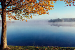 otoño, niebla, lago, tranquilo, árbol