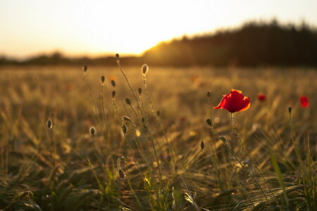 field, Mac, morning, nature