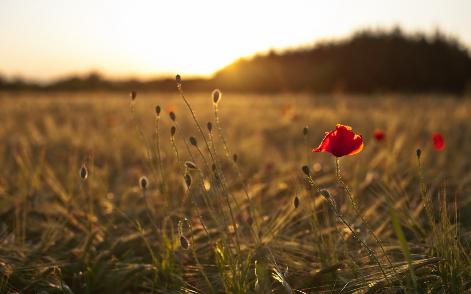 natura, campo, mattina, Mac