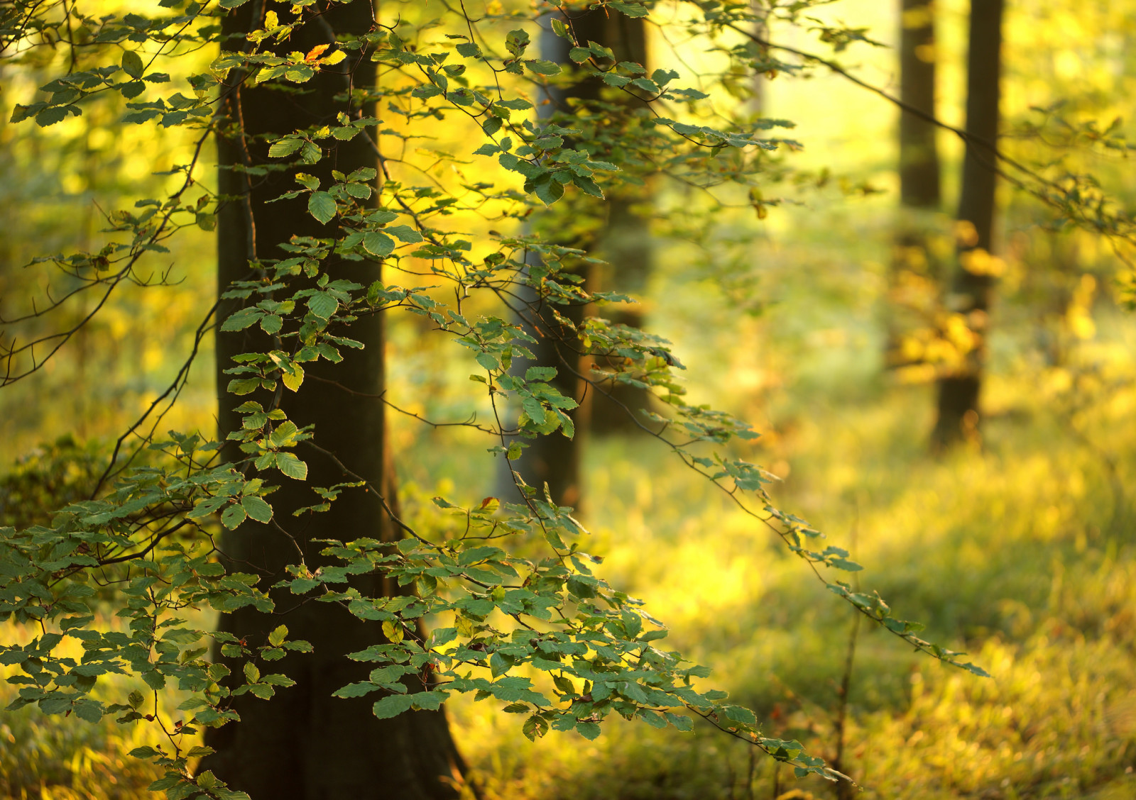 Woud, licht, bomen, bladeren