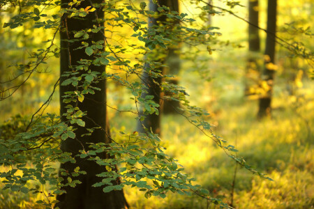 skog, blader, lys, trær