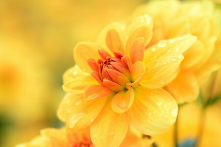 Dália, gotas, macro, amarelo