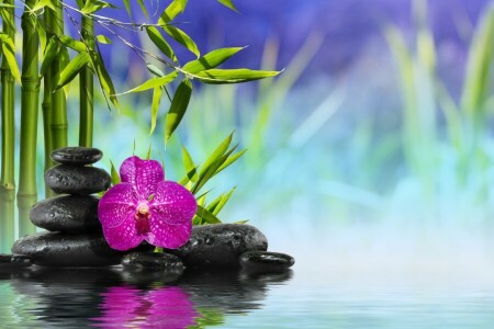 bamboo, flower, Orchid, reflection, Spa, stones, water, Zen