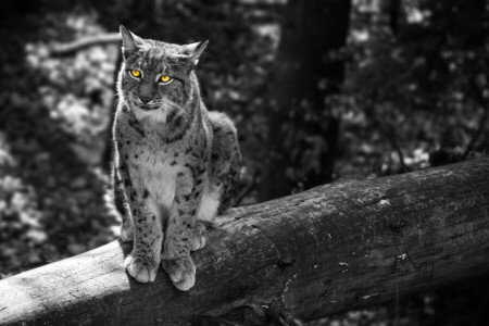 Animale, gatto, orecchie, foresta, grigio, lince, la famiglia di gatti, la lince