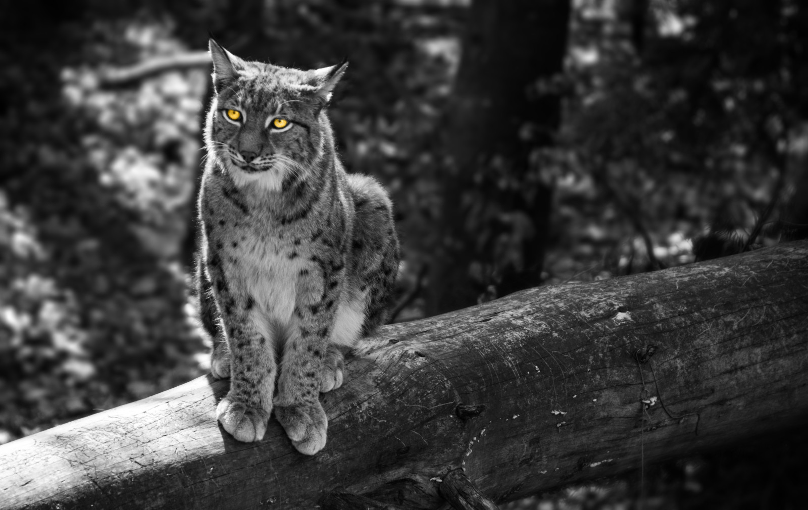 Wald, Katze, Tier, grau, gelbe Augen, Bäume, Luchs, Ohren