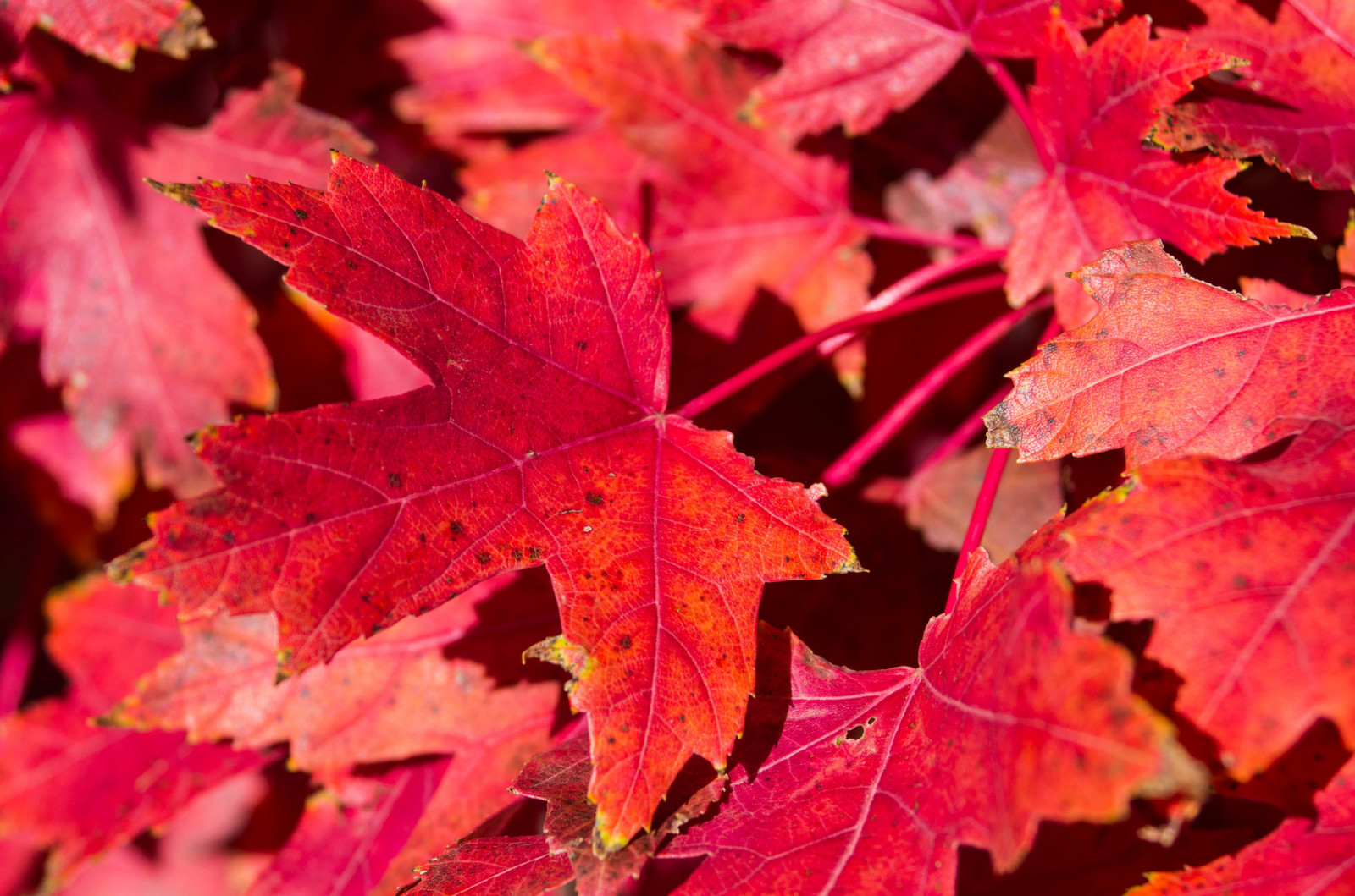 otoño, naturaleza, hojas, arce, alfombra, El carmesí