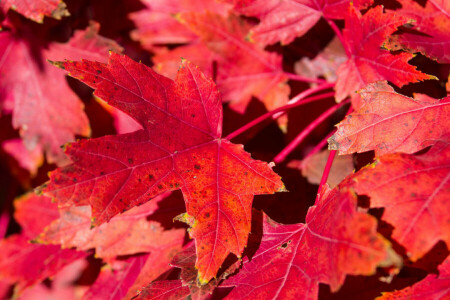 otoño, alfombra, hojas, arce, naturaleza, El carmesí