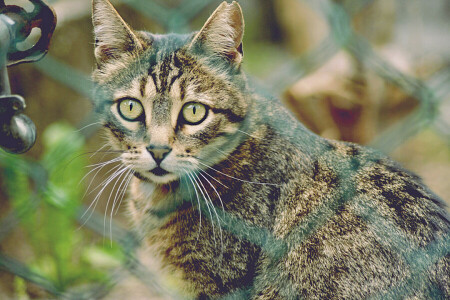 gatto, Koshak, Guarda, baffi, micio