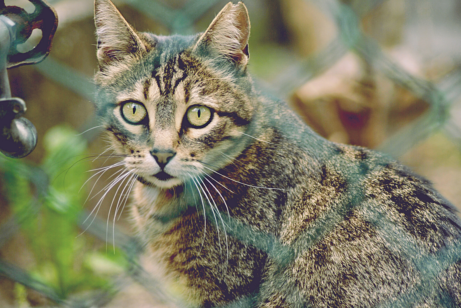 Guarda, gatto, baffi, Koshak, micio