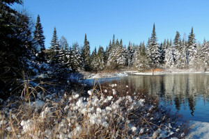 foresta, fiume, neve, il cielo, alberi, inverno