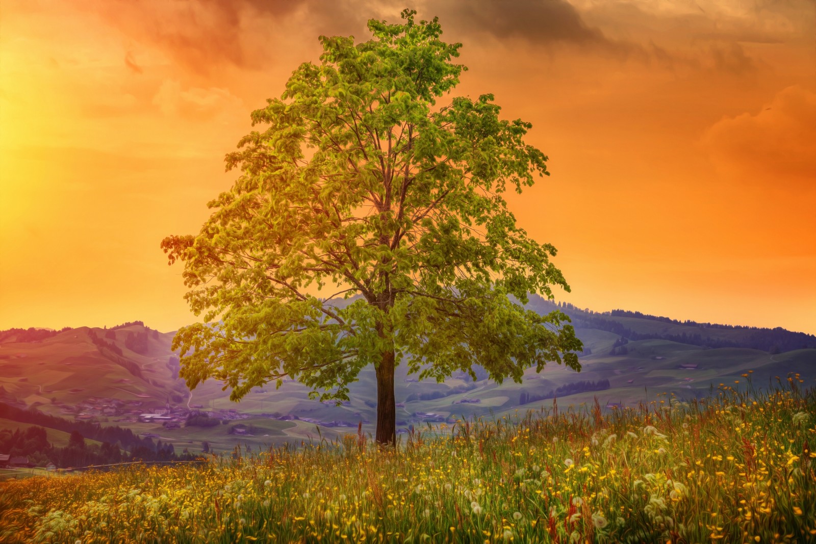 arbre, Pissenlits, fleurs, panorama, collines, Prairie