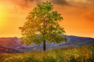 Pissenlits, fleurs, collines, Prairie, panorama, arbre