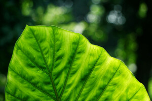 groen, macro, natuur, vel