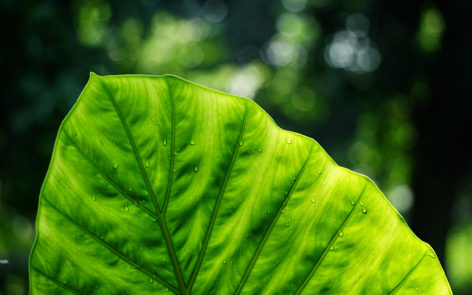 la nature, macro, vert, feuille