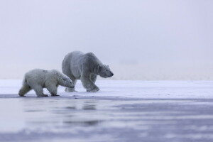 Alaska, Ártico, familia, hielo