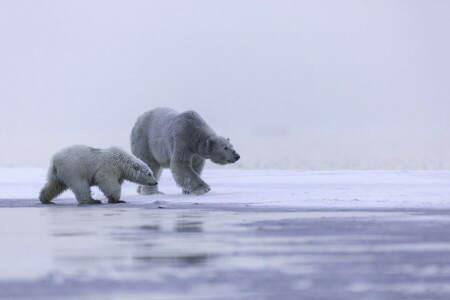 Alaska, Arktis, Familie, Eis