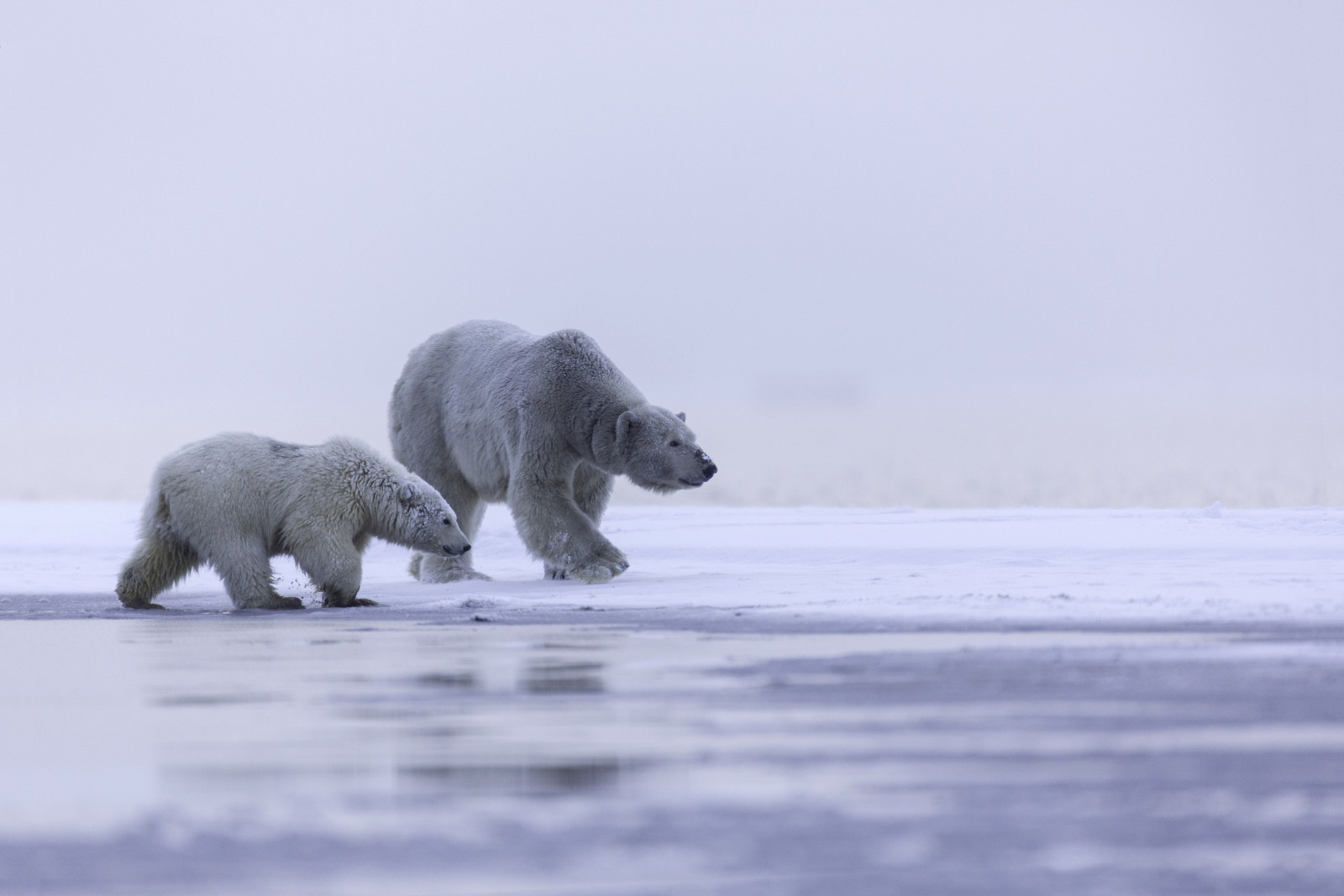 ijs, familie, Alaska, Noordpoolgebied