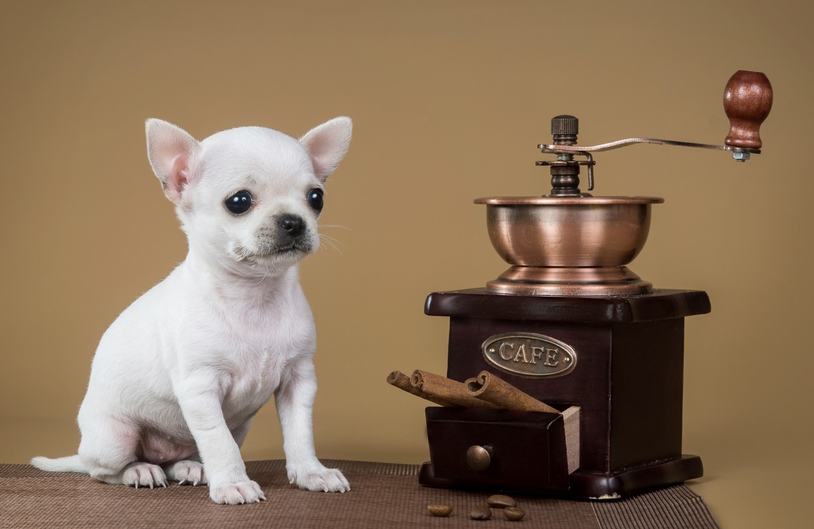 perrito, canela, molinillo de cafe, Chihuahua