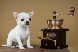 Chihuahua, cannelle, Moulin à café, chiot