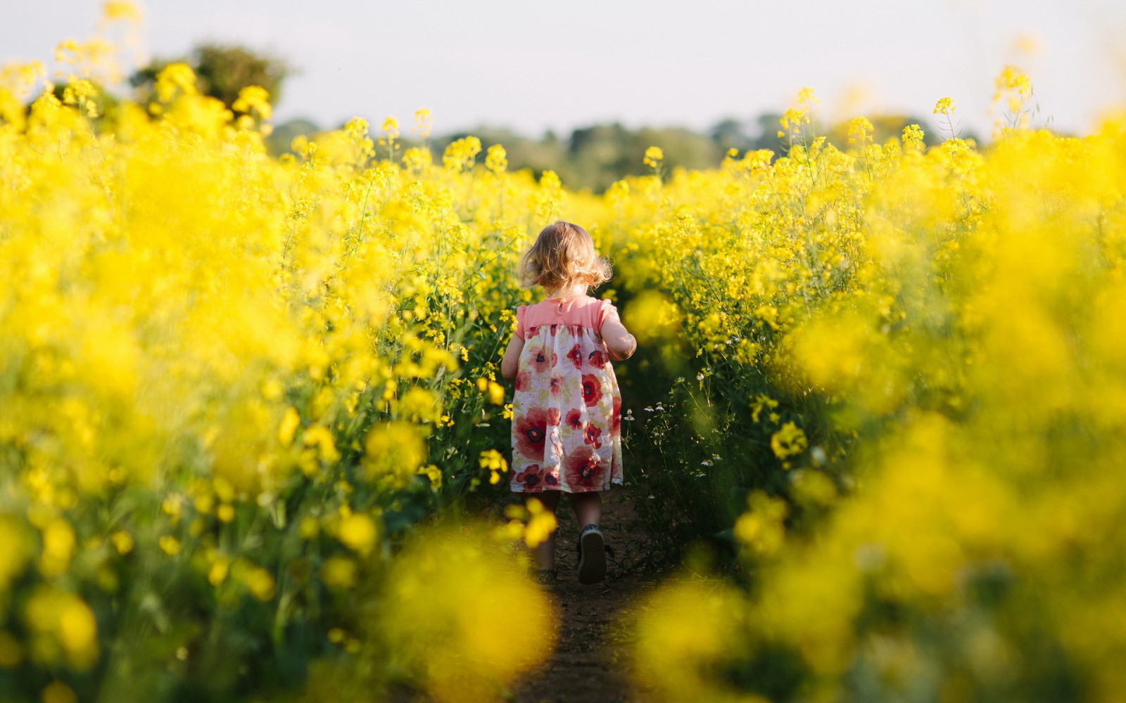 humeur, meisje, veld-, verkrachting