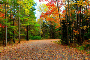 herfst, Woud, weg, bomen