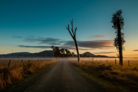 fog, morning, road