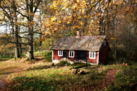 bosque, casa, naturaleza