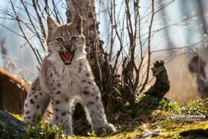 een kleine lynx, Boos, welp, hoektanden, schrik, grijns, lynx, mond