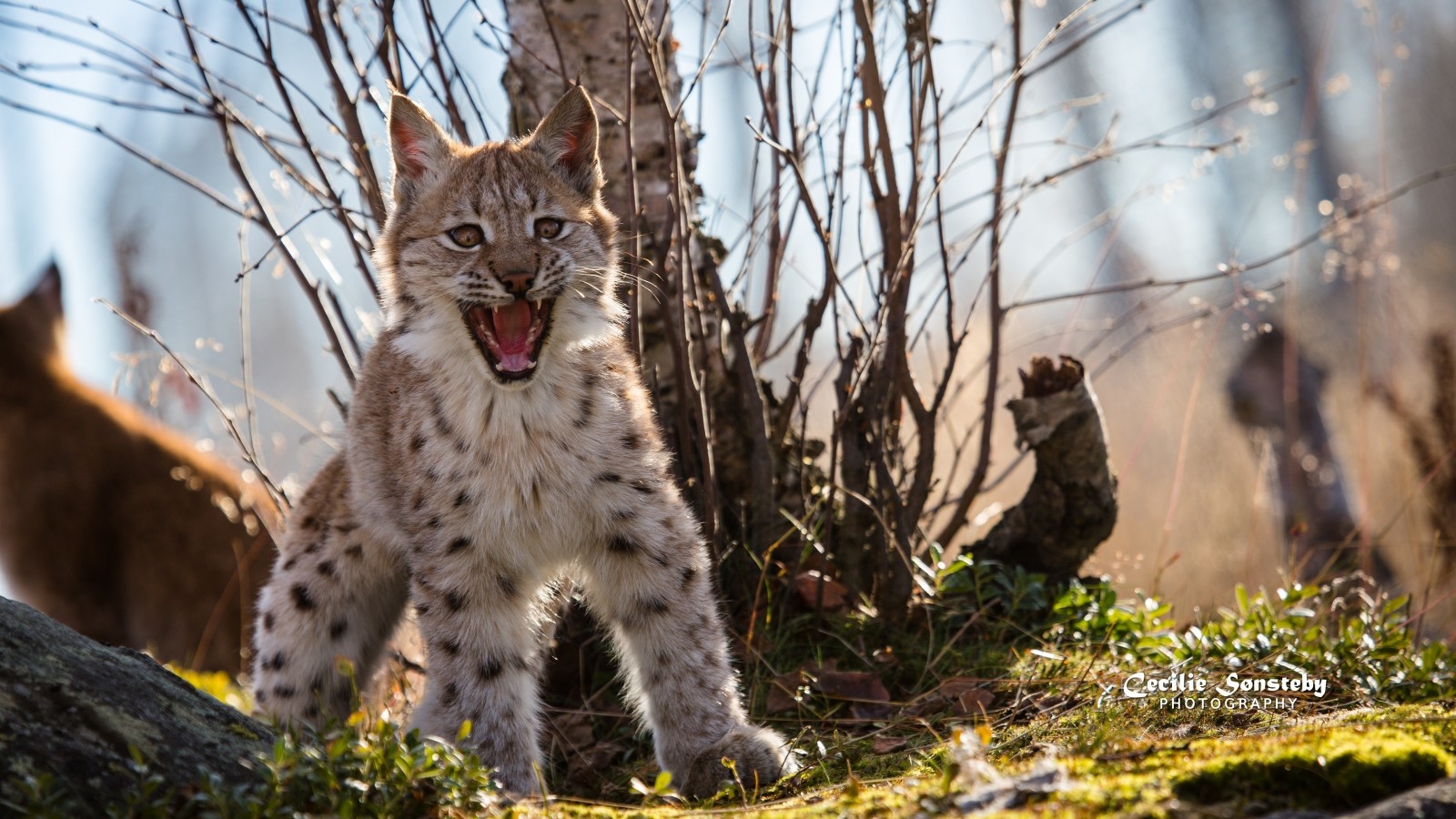 Pose, Jungtier, Raubtier, wilde Katze, Luchs, Mund, Reißzähne, Grinsen