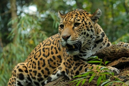 Jaguar, depredador, gato salvaje