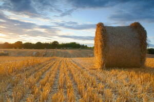 veld-, hooi, landschap, zomer