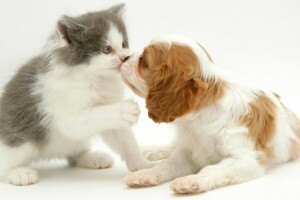 kiss, kitty, puppy, Spaniel