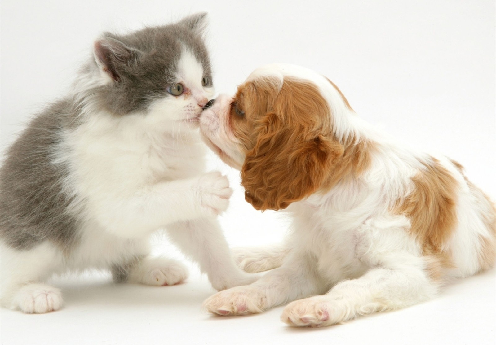 perrito, gatito, Beso, Spaniel