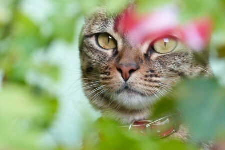 gato, olhos, face, Veja