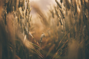 oreilles, la nature, été